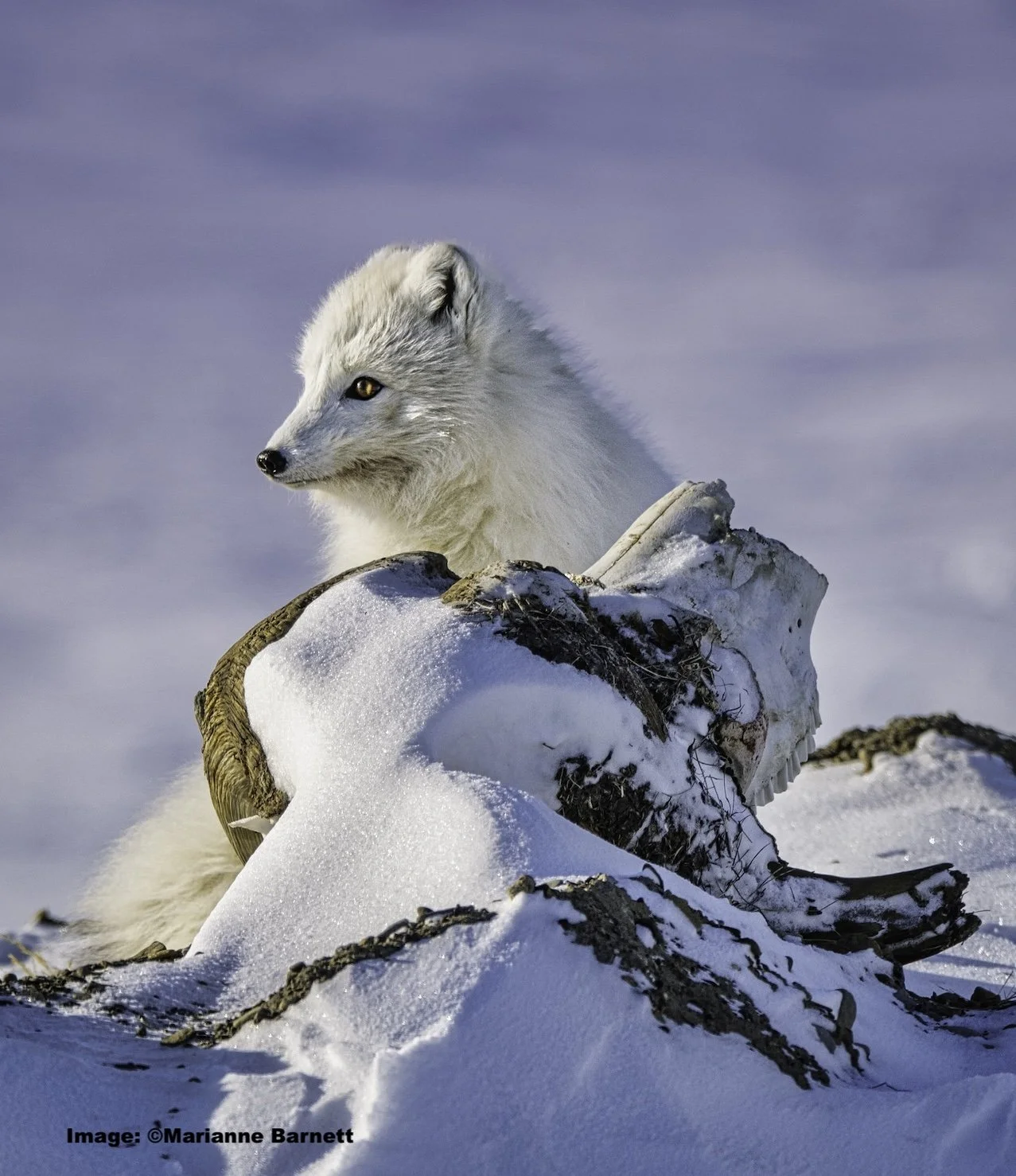 Arctic Wolves, One Woman's Experience on Ellesmere Island